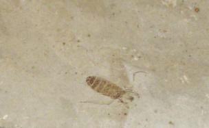 Fossil insekt,  foto BCG