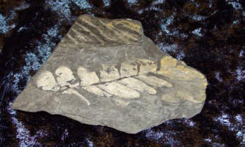 Fossil växt,  foto BCG