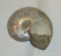 Ammonit m pärlemor