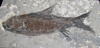 Fossil fisk, Ostohilus, frn Yichuang, Kina,  foto BCG