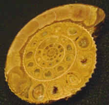 Ammonit frn Madagaskar